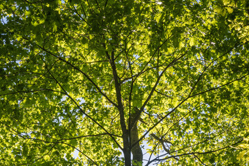 Fototapeta na wymiar Lush tree top foliage