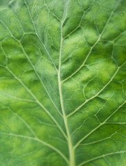 Close up of green leaf. Texture / background / wallpaper. 
