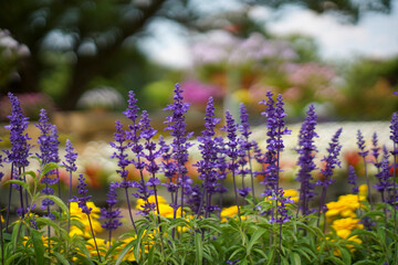 香り豊かなラベンダー