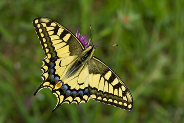 Macaón (Papilio machaon), con las alas abiertas con fondo verde.