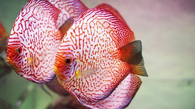 Colorful discus fish swim in the aquarium. This is a species of ornamental fish used to decorate in the house