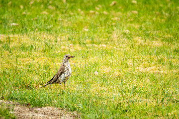 Kestrel catching worms on a lawn in County Donegal - Ireland.