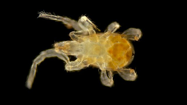 Acari(mite) under a microscope, order of the Mesostigmata, Arachnida class, has more than 8000 species, visible work of internal organs