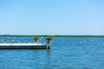 Obraz premium Pier on the river bank. A large flock of seagulls. Summer day.