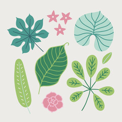 Set of tropical leaves - succulent, schefflera, aralia, plumeria