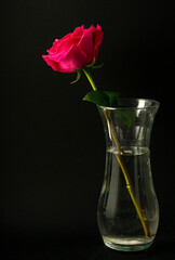Bright pink rose, with a large Bud