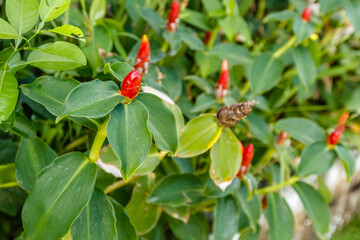 Blooming red Indian head ginger or Costus spicatus. Bali, Indonesia. Square image.
