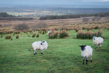 Obraz premium Flock of white sheep in a green field, Selective focus. Agriculture industry theme. Rural Ireland.
