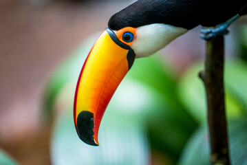 Nach unten schauender Brasilianischer Tukan mit großem orangenem Schnabel