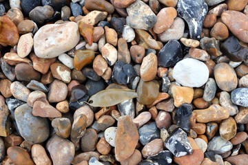 A small spotted catshark eggcase among pebbles on the beach