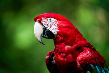 Schöner roter Ara Papagei in Brasilien