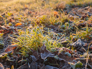 Frozen grass in a field and brown fallen leafs, Selective focus, winter season concept.