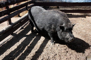 black pig in the farm