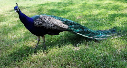beautiful peacock in grass