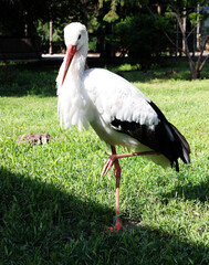 young stork in grass 