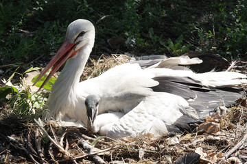two storks in nest