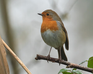 Robin redbreast (Erithacus rubecula) on winter branch with blurred background. Christmas bird in UK