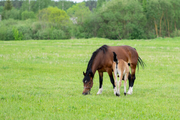 A bay horse with a foal in a field on a grazing.