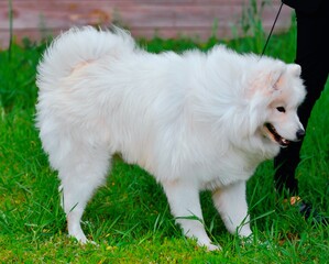 Dog breed Samoyed or Samoyed dog, Samoyed husky, Samoyed Spitz