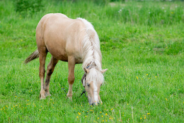 Golden horse grazes in a field on green grass.