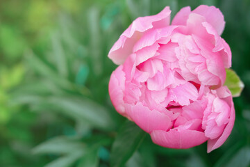 pink japanese peony flower blooming in a garden. beautiful flower background or calendar page. wallpaper for summer projects. selective focus.