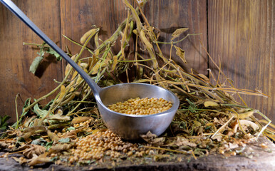 Soy in an aluminum shell along with a wooden spoon in the woody background.