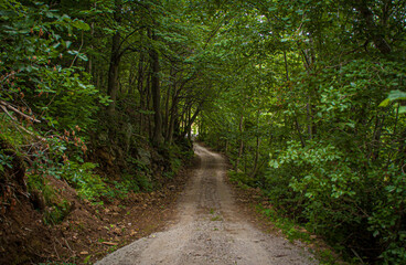 Fototapeta na wymiar A small road through the woods.