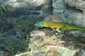 Lézard vert occidental