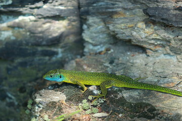 Lézard vert occidental