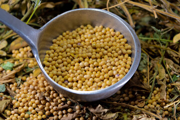 Soy in an aluminum shell along with a wooden spoon in the woody background.