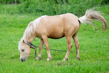 Naklejka na ściany i meble Golden horse grazes in a field on green grass.