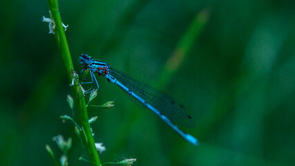 blue dragonfly on a plant on a summer evening