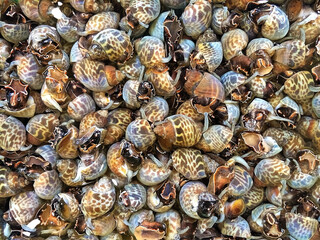 lot of live fresh Spotted babylon shell lay inside the water tray for sale at local market in...