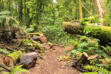 A walking track through New Zealand native forest. A maintenance crew has cut through a fallen tree to clear the way