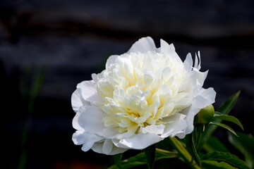 White peony closeup on a dark background.