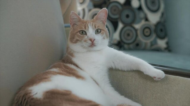 Adorable yellow cute cat is sitting on sofa, relaxing very pretty position. Pet concept, orange color fur.