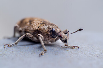 beautiful macro closeup shots of insects