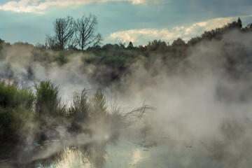 Steam rises from a hot geothermal lake surrounded by plants in Kuirau Park, Rotorua, New Zealand