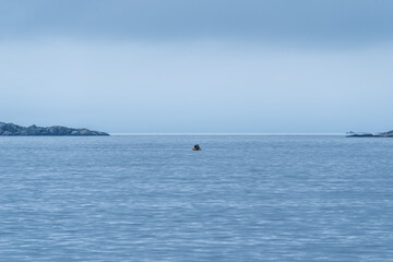 Fototapeta premium People in a small yellow boat in open water in the evening