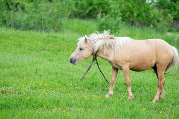 Obraz na płótnie Canvas Golden horse grazes in a field on green grass.