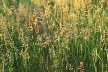 Beautiful summer meadow in a sunset light.