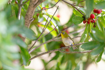 道の駅しらとりの郷・羽曳野にある木の枝に留まるメジロ