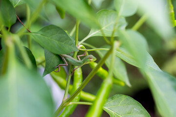 beautiful macro closeup shots of insects