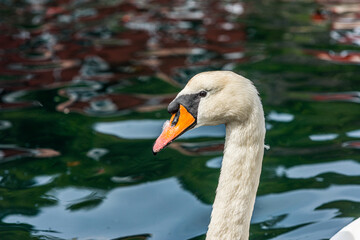 Mute swan swimming by the docks