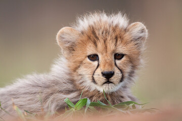 Naklejka na ściany i meble A portrait of a cute baby cheetah looking at the camera in Kruger Park South