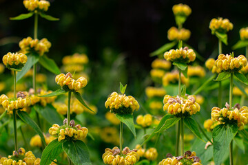 Yellow wildflower of the jerusalem or turkish sage, Phlomis russeliana or Russel Brandkraut