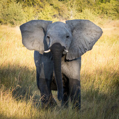 One young elephant with wet trunk and legs in Khwai Okavango Delta Botswana