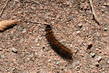 A hairy larvae crawling in the sand.