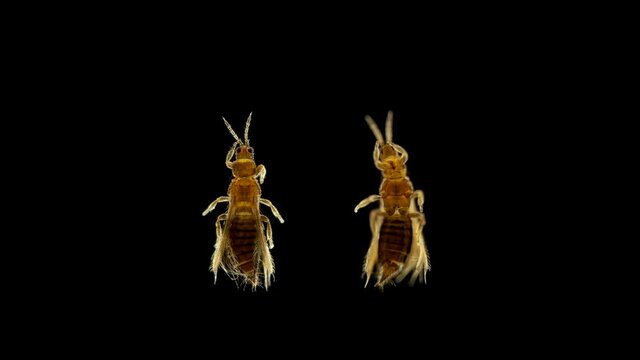 Insect Thysanoptera under a microscope, in agronomy, most types of thrips are considered pests of agricultural crops, there are also carnivorous species, sample size 1.5 mm