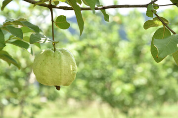 Organic guava fruit. Green guava fruit hanging on tree in agriculture farm of Thailand in harvesting season. Fruit for health